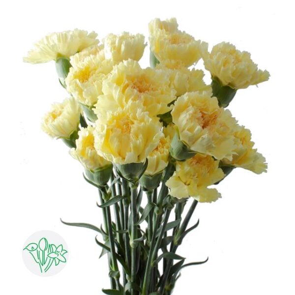 Carnation Hermes