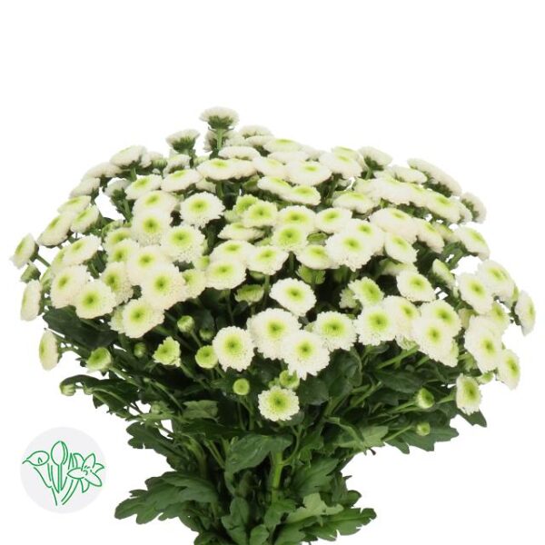 Chrysanthemum Santini Maverick