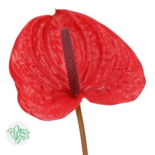 Anthurium Impulz