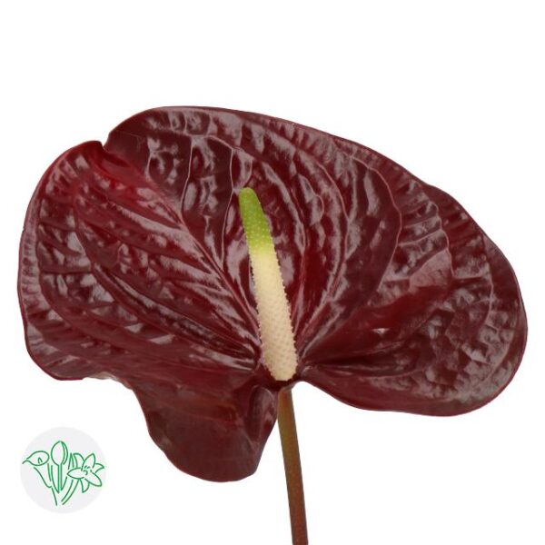 Anthurium Showtime
