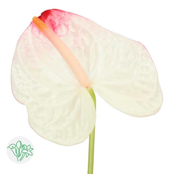 Anthurium Lybra