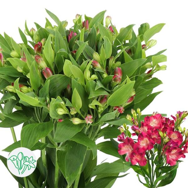 Alstroemeria Florinca Noa