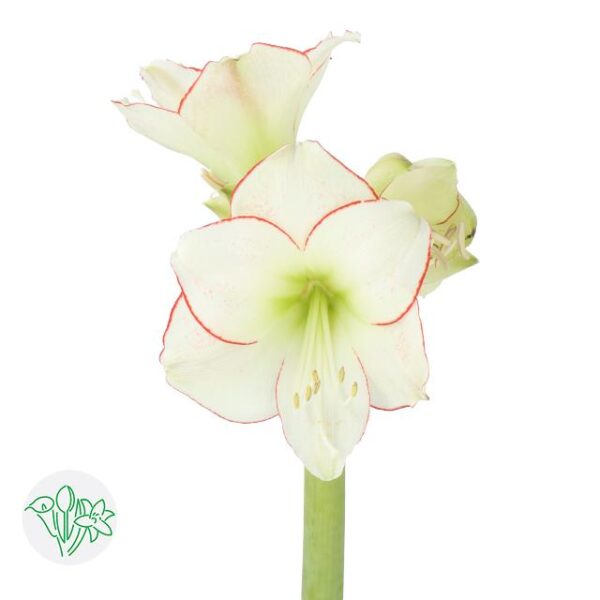 Amaryllis Picasso