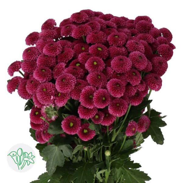 Chrysanthemum Santini Purpetta