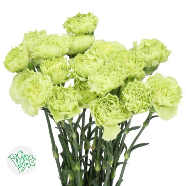 Carnation New York