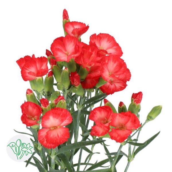Carnation Solomio Spray Clif
