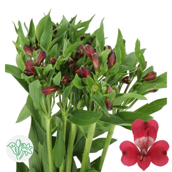 Alstroemeria Forza