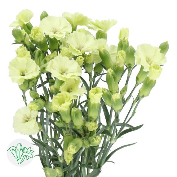 Carnation Solomio Spray Bern