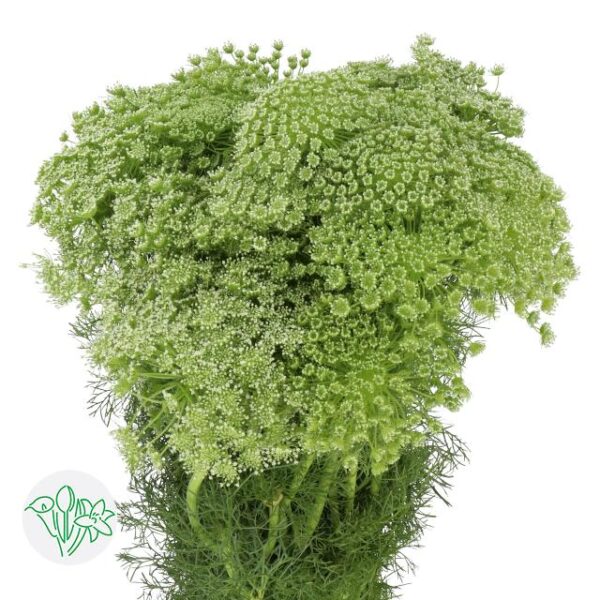 Ammi Majus Visnaga