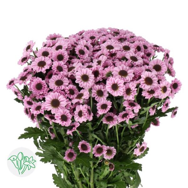 Chrysanthemum Santini Yin Yang Pink