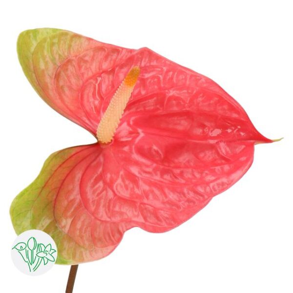 Anthurium Pink Jesolo