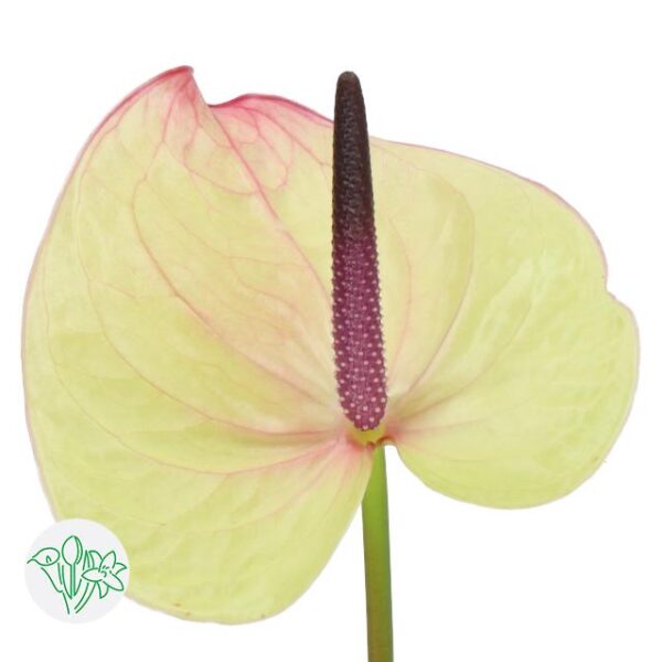 Anthurium Cardinal