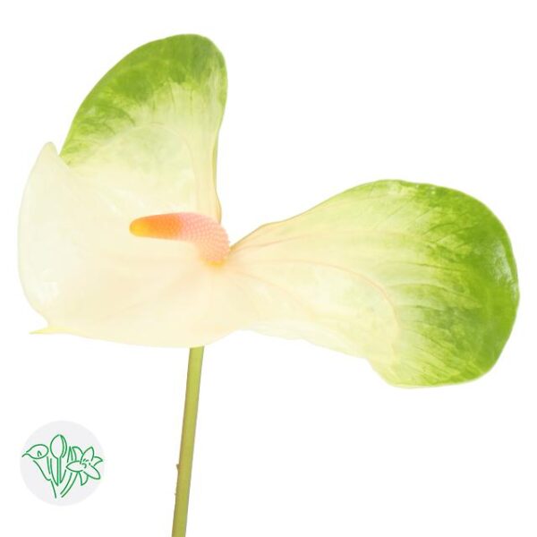 Anthurium Denali