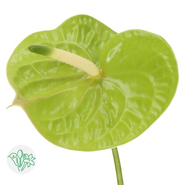 Anthurium Grand Slam