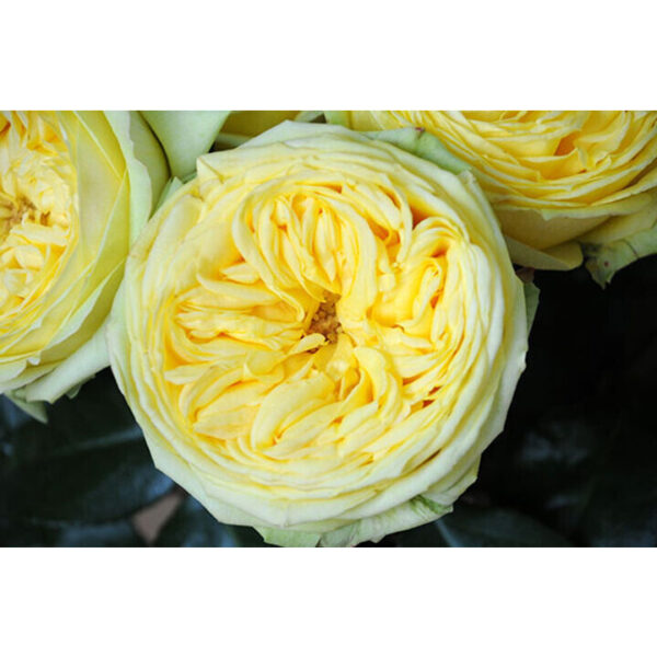 Rose Catalina