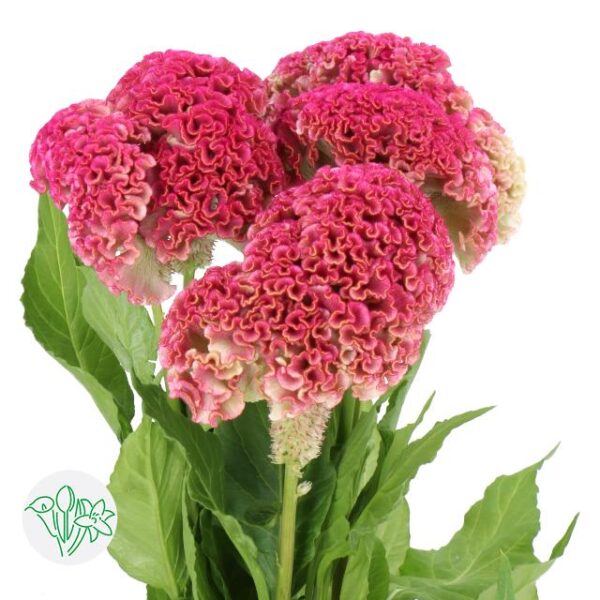 Celosia Cristata Reprise Pink