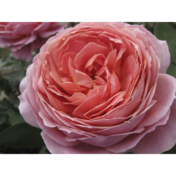 Rose Garden Romantic Antike