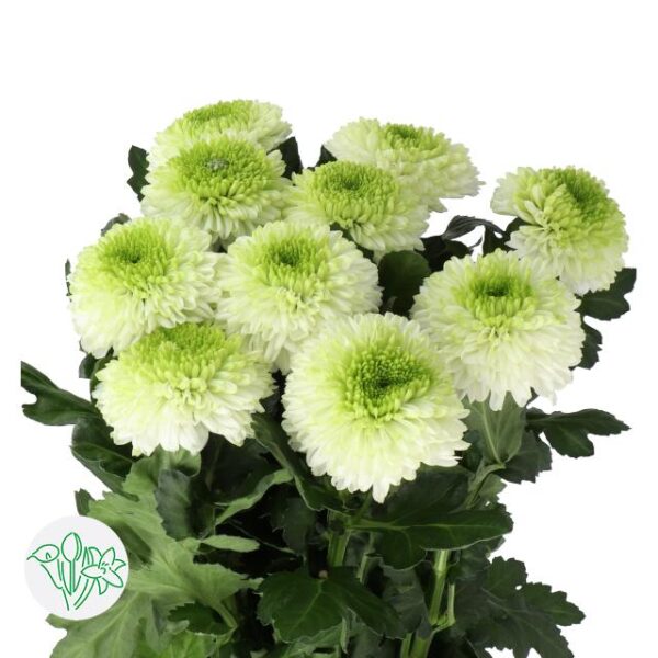 Chrysanthemum Single Bloom Alibaba