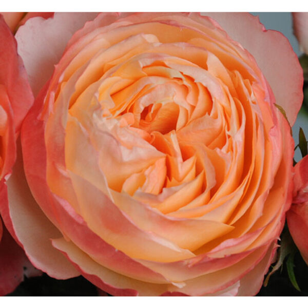 Rose Garden Princess Aiko