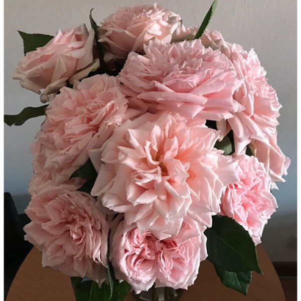 Rose Garden Princess Hitomi