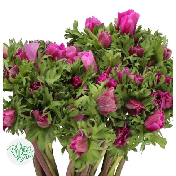 Anemone Mistral Cerise Super