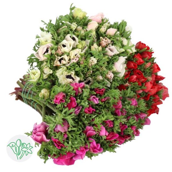 Anemone Mistral Assorted Super
