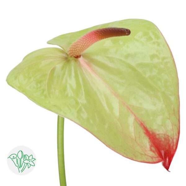 Anthurium Paseo