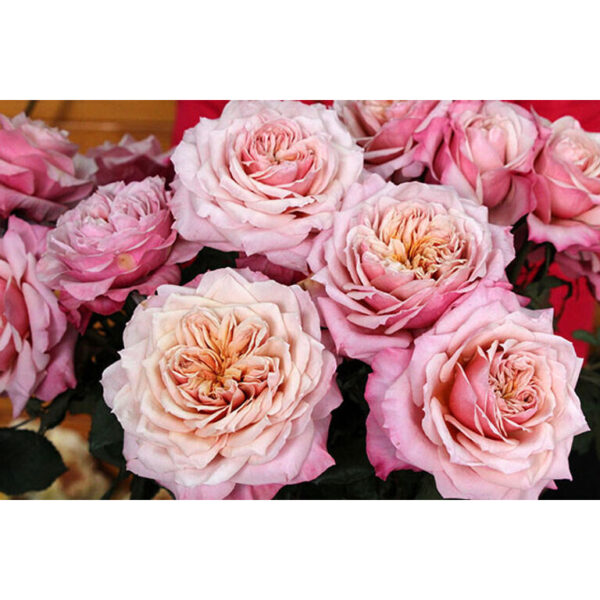 Rose Garden Miyabi