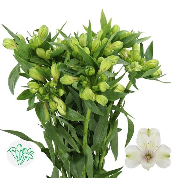Alstroemeria Zeppelin