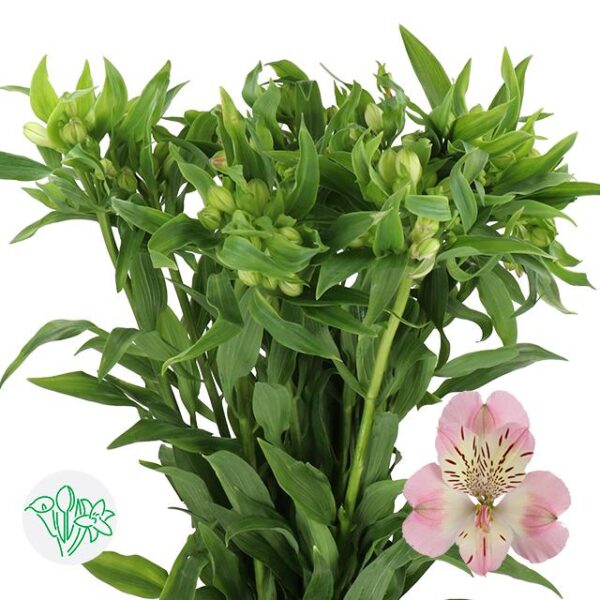 Alstroemeria Wonder Sweet