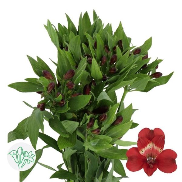 Alstroemeria Rumba