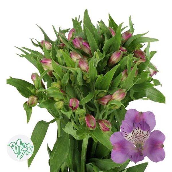 Alstroemeria Antaris