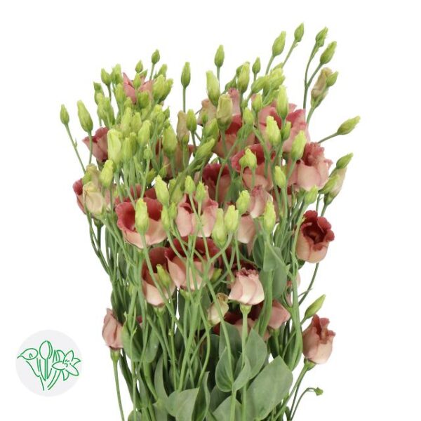 Lisianthus Bohemian Choco