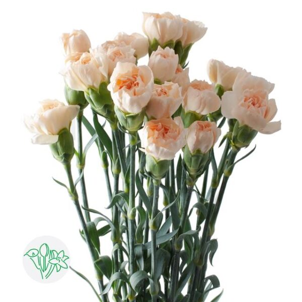 Carnation Lizzy