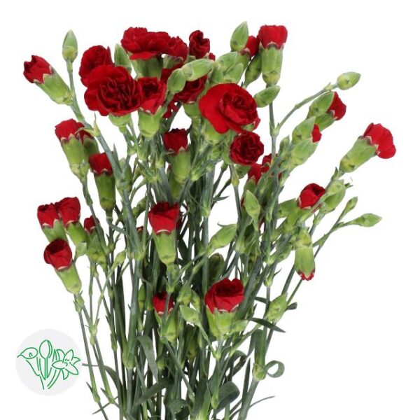 Carnation Spray Chateau