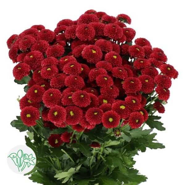 Chrysanthemum Santini Purpetta Red
