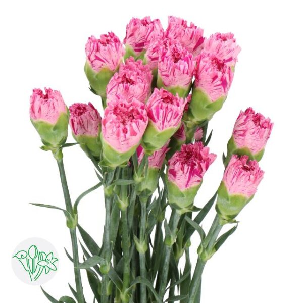 Carnation Jubilee