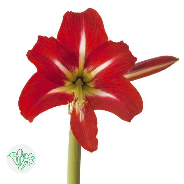 Amaryllis Sonatini Balentino Mini