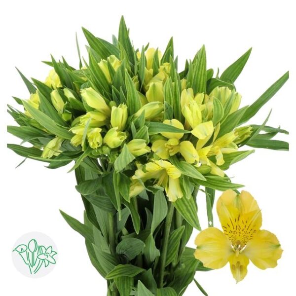 Alstroemeria Nalani