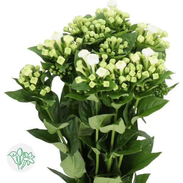 Bouvardia White Sensation