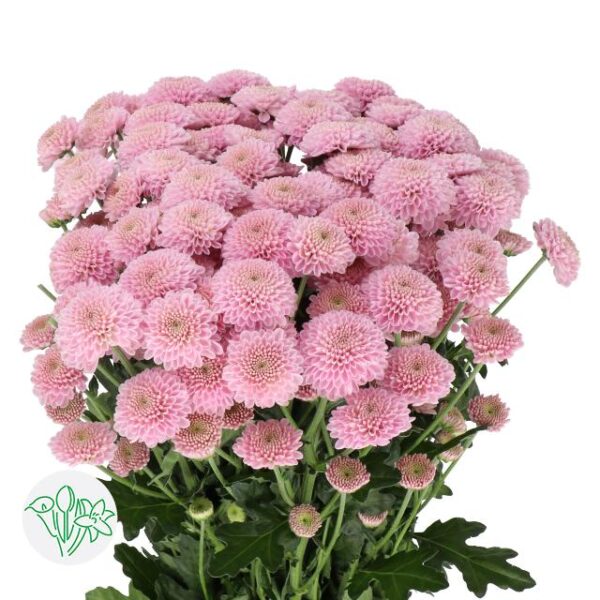 Chrysanthemum Santini Ellison Sweet