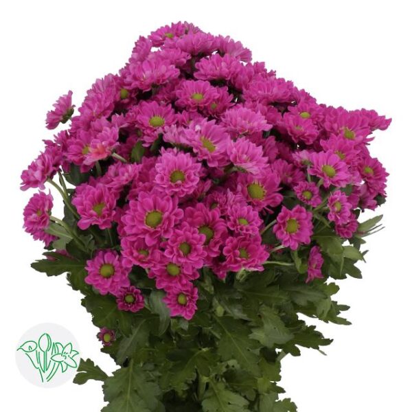 Chrysanthemum Santini Pitaja