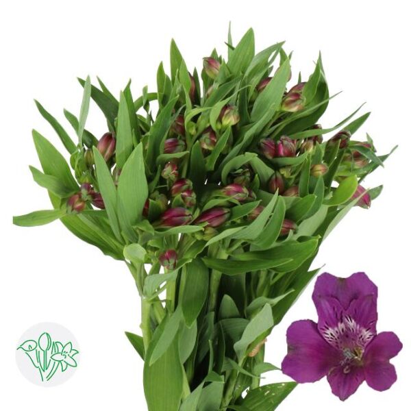 Alstroemeria Maracana