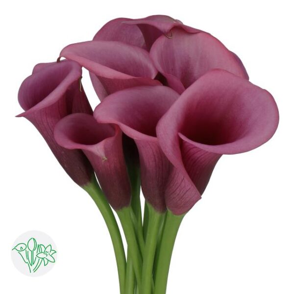 Calla Durban