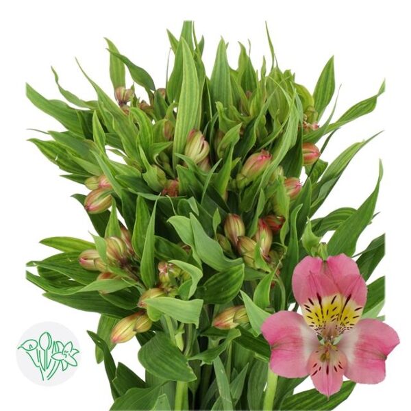 Alstroemeria Beluga