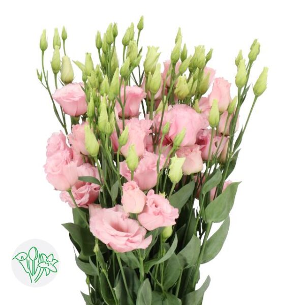 Lisianthus Dbl Lisanne Light Pink