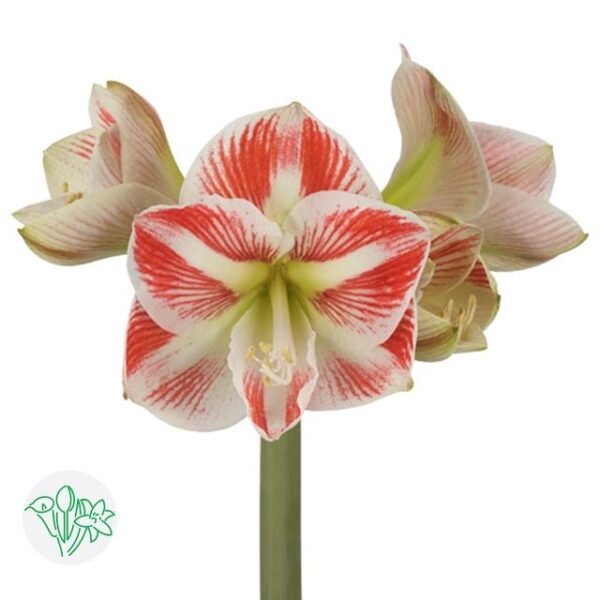 Amaryllis Caramba