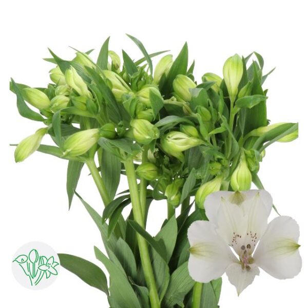 Alstroemeria Kensi