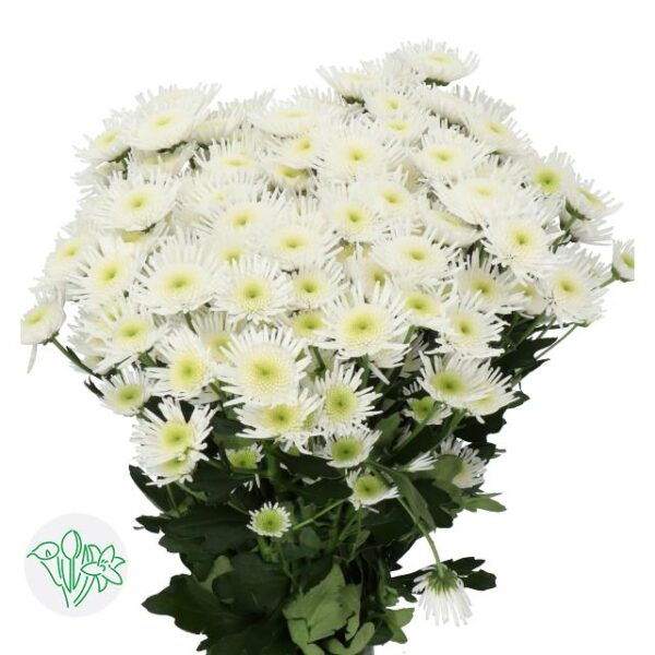 Chrysanthemum Santini Maradona