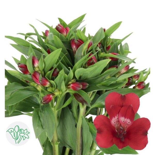 Alstroemeria Cardinal